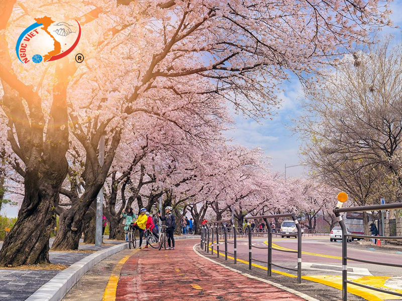 Địa điểm ngắm hoa anh đào ở Hàn Quốc Địa điểm ngắm hoa anh đào ở Hàn Quốc