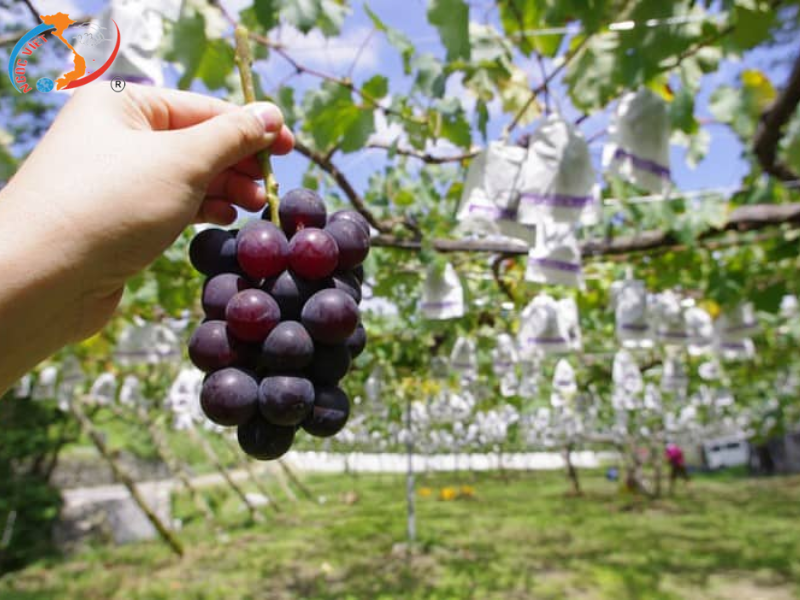 TOUR NHẬT BẢN - NARITA – TOKYO – FUJI –  NAGOYA – KANSAI (Tháng 1)