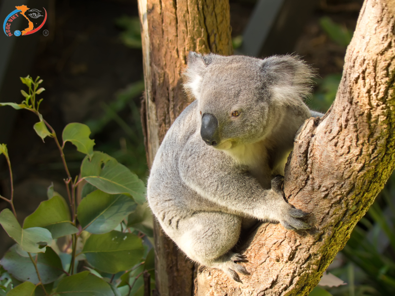 DU XUÂN 2026 TẠI AUSTRALIA  XỨ SỞ KANGAROO - MELBOURNE – SYDNEY - BALLARAT